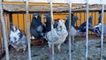 A group of homing pigeons in an iron cage