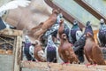 Group of homing pigeons resting in a bird house Royalty Free Stock Photo