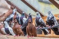 Group of homing pigeons resting in a bird house