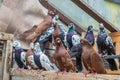 Group of homing pigeons resting in a bird house Royalty Free Stock Photo