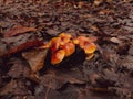 Group of the honey mushrooms in the forest brown foliage