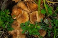 Group of Honey mushrooms is growing in the woodland in green grass Royalty Free Stock Photo