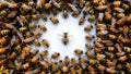 Group of honeybees on white background, isolated golden honeybees