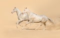 Group of horse run Royalty Free Stock Photo