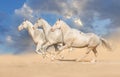 Group of horse run Royalty Free Stock Photo