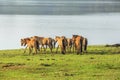 Group of horse run Royalty Free Stock Photo