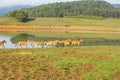 Group of horse run Royalty Free Stock Photo