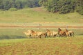 Group of horse run Royalty Free Stock Photo