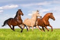 Group of horse run Royalty Free Stock Photo