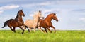 Group of horse run Royalty Free Stock Photo