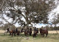 Group of horseriders Royalty Free Stock Photo