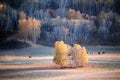 Horses in autumn prairie with colorful trees Royalty Free Stock Photo