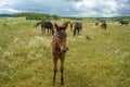 Group of horses with a curious foal close to the camera