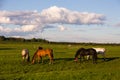 Group of horses with different coat colours standing grazing in a large field