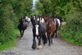 A group of horses going to their stable. Ireland Royalty Free Stock Photo