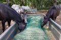 Group of horses eating hay from slow feeders. Royalty Free Stock Photo