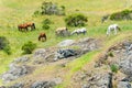 Group of horses eating on hillside field Royalty Free Stock Photo