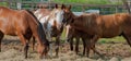 Group of Horses feeding Royalty Free Stock Photo