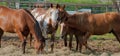 Group of Horses feeding