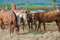 Group of Horses feeding Royalty Free Stock Photo
