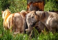 Group of horses in a field in the sunshine