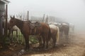 Group of horses on foggy farm or ranch, haze morning Royalty Free Stock Photo