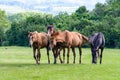 Group of horses Royalty Free Stock Photo