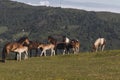 A group of horses gathered in a meadow at the north of Spain Royalty Free Stock Photo