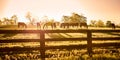 Group of horses grazing with bright morning sun behind them