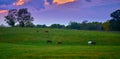 Group of horses grazing at dusk in a field