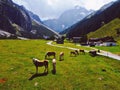 Group of horses grazing in the green field against the background of the Alps. Austria. Royalty Free Stock Photo