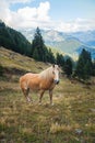 Horse Grazing on Meadows on the Slopes of The Alps Royalty Free Stock Photo