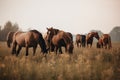 A group of horses grazing in a meadow, highlighting their social nature and connection to nature AI generated