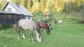 A group of horses grazing near wooden houses in the village. Quiet country life. Farming Royalty Free Stock Photo