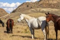 Horses in the Valley of Colorado