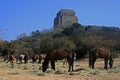 A GROUP OF HORSES GRAZING ON SUPPLEMENTAL FODDER IN WINTER AT VOORTREKKER MONUMENT