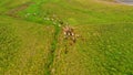 Group of horses. Herd of young horses running, aerial view