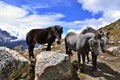 A group of horses in Himalayas. Annapurna Circuit Trek. District, Nepal, Asia. Royalty Free Stock Photo