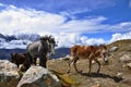 A group of horses in Himalayas. Annapurna Circuit Trek. Manang District, Nepal, Asia. Horse herd. Royalty Free Stock Photo