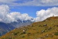 A group of horses in Himalayas. Annapurna Circuit Trek. Manang District, Nepal, Asia. Royalty Free Stock Photo