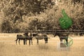 Group of horses horses with a forest in the background Royalty Free Stock Photo