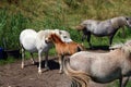 group of horses including a white mare with her young brown foal