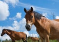 Group of horses in Lojsta Hed, Sweden Royalty Free Stock Photo