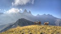 A group of horses in a meadow in front of the Aiguille d'Arves m