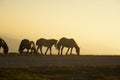 group of horses pacing in the mountains at sunset Royalty Free Stock Photo