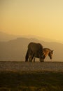 group of horses pacing in the mountains at sunset Royalty Free Stock Photo