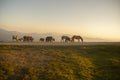 group of horses pacing in the mountains at sunset Royalty Free Stock Photo