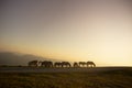 group of horses pacing in the mountains at sunset Royalty Free Stock Photo