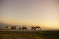 group of horses pacing in the mountains at sunset Royalty Free Stock Photo