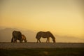 group of horses pacing in the mountains at sunset Royalty Free Stock Photo